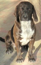 HERSHEY, Hund, Mischlingshund in Zypern - Bild 3