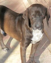 HERSHEY, Hund, Mischlingshund in Zypern - Bild 4