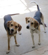 TIMMY4, Hund, Mischlingshund in Zypern - Bild 3