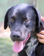 TARZAN, Hund, Mischlingshund in Italien - Bild 1