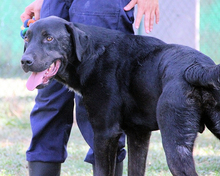 TARZAN, Hund, Mischlingshund in Italien - Bild 3