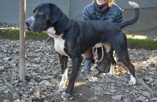 THEIUS, Hund, Mischlingshund in Italien - Bild 5
