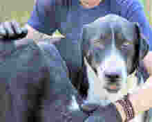 TOOTSIE, Hund, Mischlingshund in Italien - Bild 3