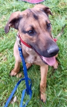 BENJI, Hund, Belgischer Schäferhund-Mix in Italien - Bild 4