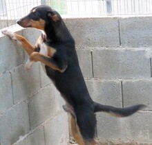 CRACKY, Hund, Mischlingshund in Zypern - Bild 7