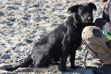 BLACKY, Hund, Mischlingshund in Ungarn - Bild 4