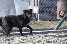 BLACKY, Hund, Mischlingshund in Ungarn - Bild 5