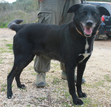 SCOOPY, Hund, Mischlingshund in Portugal - Bild 2