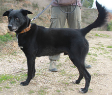 SCOOPY, Hund, Mischlingshund in Portugal - Bild 3