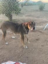 FRIDA, Hund, Mastin Español-x in Spanien - Bild 3