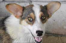 TAMANI, Hund, Mischlingshund in Rumänien - Bild 2