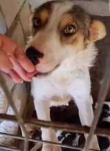 TAMANI, Hund, Mischlingshund in Rumänien - Bild 5