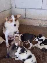 TAMANI, Hund, Mischlingshund in Rumänien - Bild 6