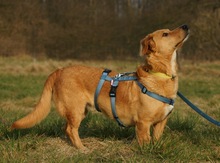 GIULIO, Hund, Mischlingshund in Neumünster - Bild 8