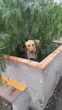 ELENA, Hund, Mischlingshund in Italien