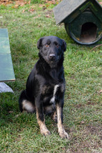 LOLA, Hund, Mischlingshund in Kroatien - Bild 2