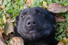 LOLA, Hund, Mischlingshund in Kroatien - Bild 4