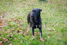 LOLA, Hund, Mischlingshund in Kroatien - Bild 5