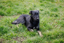 LOLA, Hund, Mischlingshund in Kroatien - Bild 6