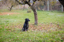 LOLA, Hund, Mischlingshund in Kroatien - Bild 7