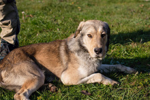 ENNO, Hund, Mischlingshund in Kroatien - Bild 1