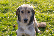 ENNO, Hund, Mischlingshund in Kroatien - Bild 2