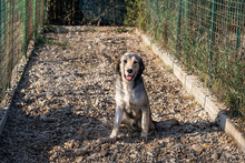 ENNO, Hund, Mischlingshund in Kroatien - Bild 3
