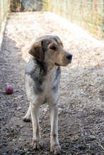 ENNO, Hund, Mischlingshund in Kroatien - Bild 8