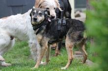 ALFRED, Hund, Mischlingshund in Wuppertal - Bild 14