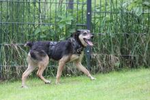 ALFRED, Hund, Mischlingshund in Wuppertal - Bild 5