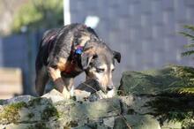ALFRED, Hund, Mischlingshund in Wuppertal - Bild 6