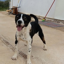 HECTOR, Hund, Mischlingshund in Spanien - Bild 5