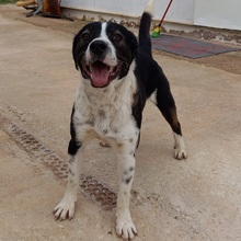 HECTOR, Hund, Mischlingshund in Spanien - Bild 6