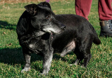 MISTERPIKI, Hund, Mischlingshund in Kroatien - Bild 4