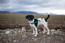 ELJA, Hund, Mischlingshund in Rumänien - Bild 1