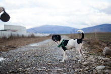 ELJA, Hund, Mischlingshund in Rumänien - Bild 3
