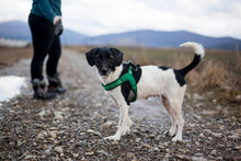 ELJA, Hund, Mischlingshund in Rumänien - Bild 4
