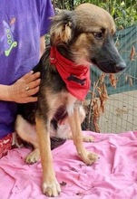 FREYA, Hund, Mischlingshund in Rumänien - Bild 11