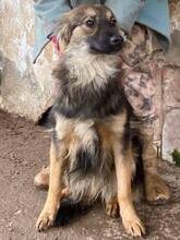 FREYA, Hund, Mischlingshund in Rumänien - Bild 2