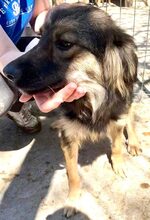 FREYA, Hund, Mischlingshund in Rumänien - Bild 3