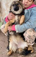 FREYA, Hund, Mischlingshund in Rumänien - Bild 4