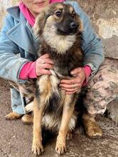 FREYA, Hund, Mischlingshund in Rumänien - Bild 6