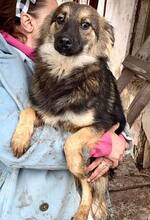 FREYA, Hund, Mischlingshund in Rumänien - Bild 7