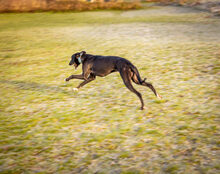 ORLANDO, Hund, Mischlingshund in Reußenköge - Bild 4