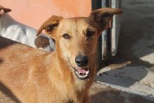 ANUBIS, Hund, Mischlingshund in Spanien - Bild 1