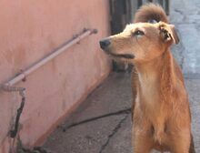 ANUBIS, Hund, Mischlingshund in Spanien - Bild 10