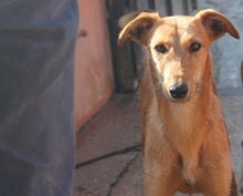 ANUBIS, Hund, Mischlingshund in Spanien - Bild 11