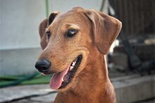ANUBIS, Hund, Mischlingshund in Spanien - Bild 2