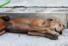 ANUBIS, Hund, Mischlingshund in Spanien - Bild 3