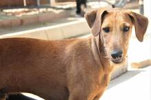 ANUBIS, Hund, Mischlingshund in Spanien - Bild 4